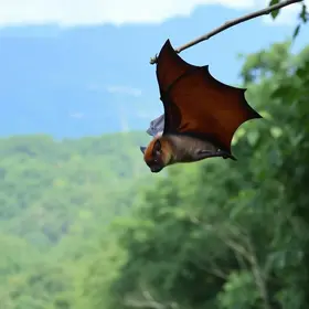 ataque de morcego