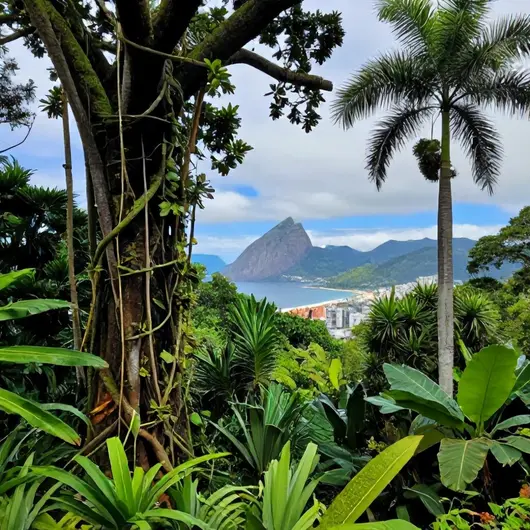 Mata Atlântica: A Riqueza Natural da Ilha Grande em Angra dos Reis